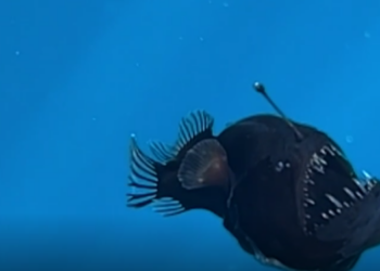 Muere el pez diablo negro descubierto en aguas de Tenerife
