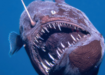 Revelan el verdadero tamaño del pez diablo negro (+Foto)