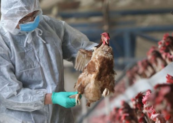 Uruguay declara estado de alerta sanitaria tras casos de gripe aviar en Argentina