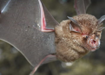 Descubrieron murciélagos en China con un nuevo virus similar al COVID-19