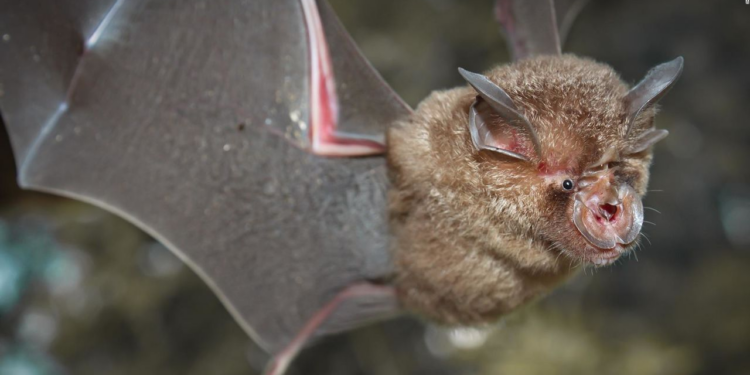 Descubrieron murciélagos en China con un nuevo virus similar al COVID-19