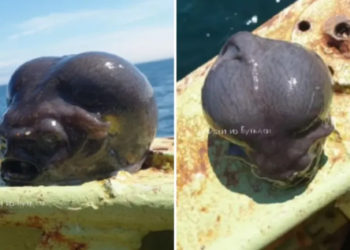 Un fotógrafo ruso encontró un extraño pez con forma de alien y generó revuelo en redes