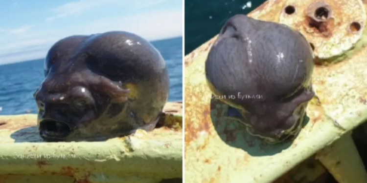 Un fotógrafo ruso encontró un extraño pez con forma de alien y generó revuelo en redes