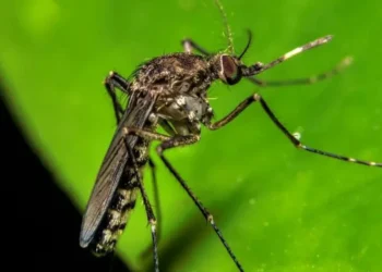 Venezuela confirma los primeros casos del virus Oropouche