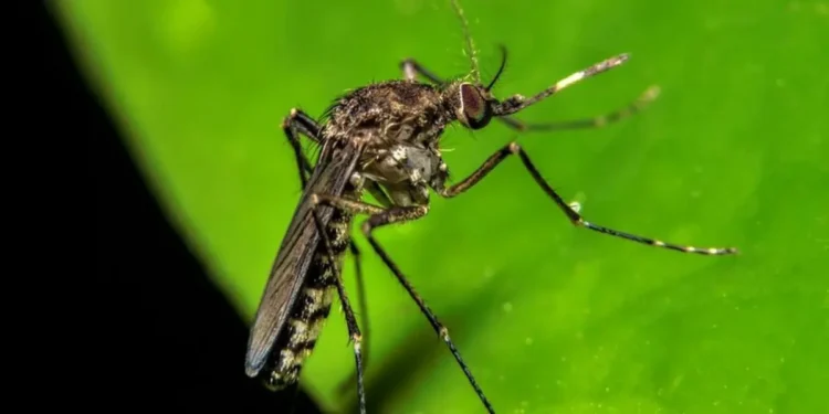 Venezuela confirma los primeros casos del virus Oropouche