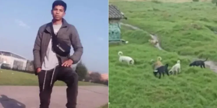 Venezolano pierde sus brazos tras ser atacado por una manada de perros en Colombia
