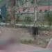 Tras 65 días de agonía, murió vigilante que intentó acariciar a un león en estado de ebriedad