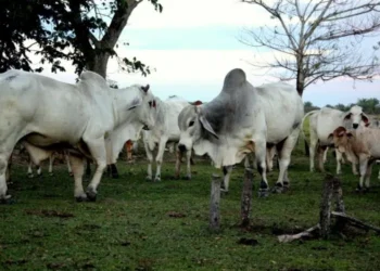 Ganaderos mantienen precios estables de la carne y proponen clasificación del ganado en Venezuela