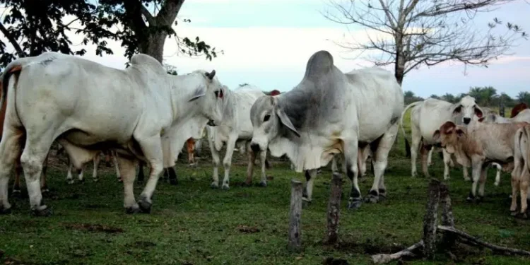 Ganaderos mantienen precios estables de la carne y proponen clasificación del ganado en Venezuela