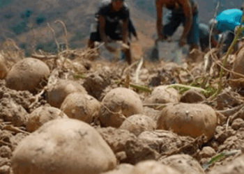 Más de 10.000 productores andinos afectados por las lluvias