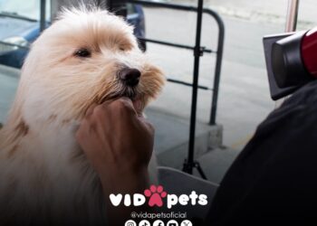 Vida Pets Redefine el Grooming: Bienestar, Estilo y Confianza para tu Mascota
