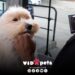 Vida Pets Redefine el Grooming: Bienestar, Estilo y Confianza para tu Mascota