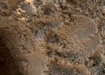 Más de 100 tortuguillos nacen e inician la temporada de eclosión en Playa Grande, Choroní