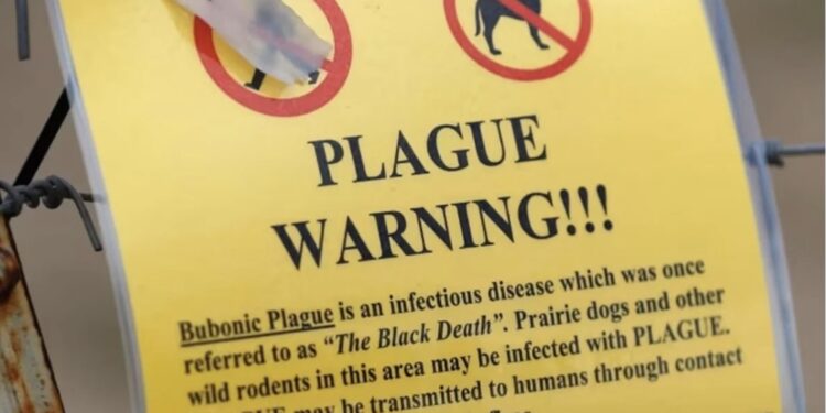 EEUU confirma la primera muerte por peste bubónica en 2025