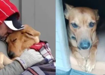 Hombre murió de frío en las calles de Argentina por no abandonar a su perro