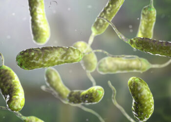 Suben a ocho las muertes en EEUU por bacteria carnívora presente en el mar