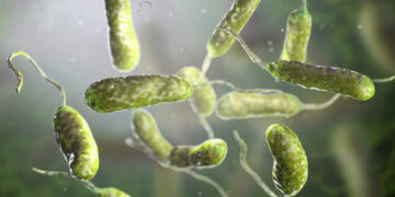 Suben a ocho las muertes en EEUU por bacteria carnívora presente en el mar