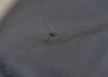 Detectan nueva especie de mosquito en Venezuela, potencial transmisor de malaria