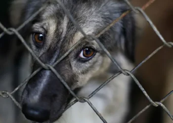 Fiscalía activó canales para denunciar casos de maltrato animal