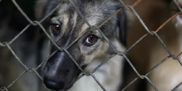 Fiscalía activó canales para denunciar casos de maltrato animal