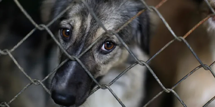 Fiscalía activó canales para denunciar casos de maltrato animal