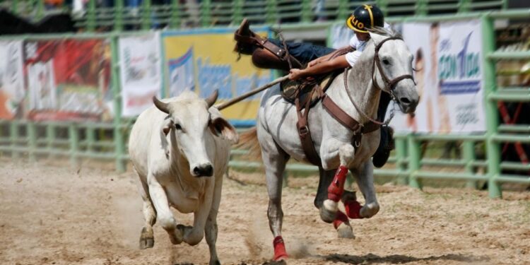 Ministerio Público investiga ataque a un toro en Tintorero