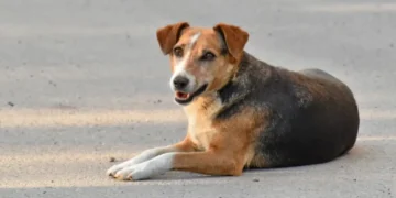 Imputarán a un hombre en Aragua por golpear con una pala a un perro