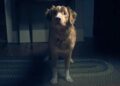 “Good Boy”: una película aterradora desde la perspectiva de un perro