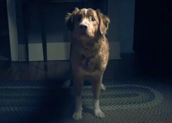 “Good Boy”: una película aterradora desde la perspectiva de un perro