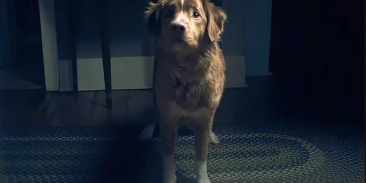 “Good Boy”: una película aterradora desde la perspectiva de un perro